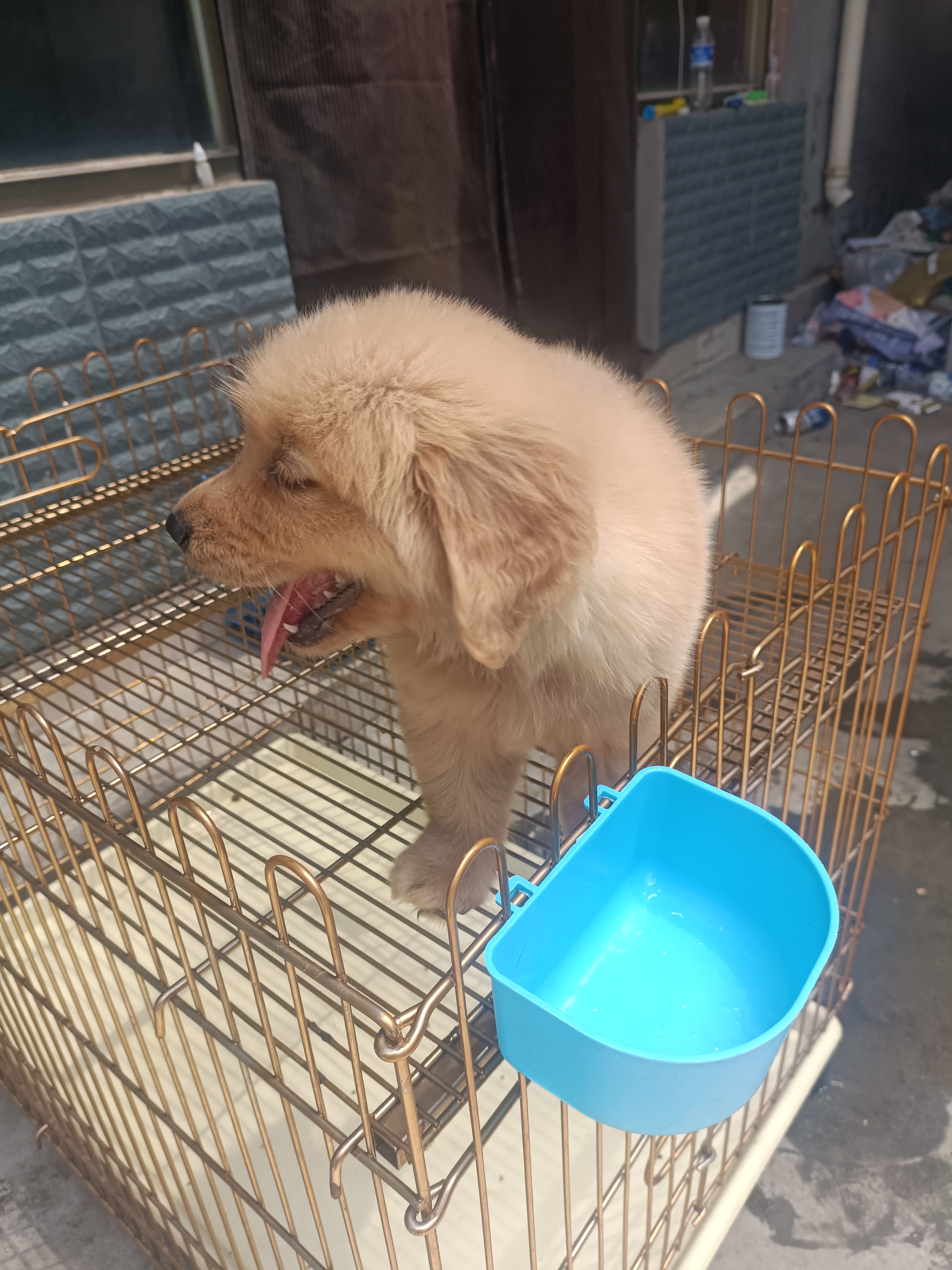 双血统金毛